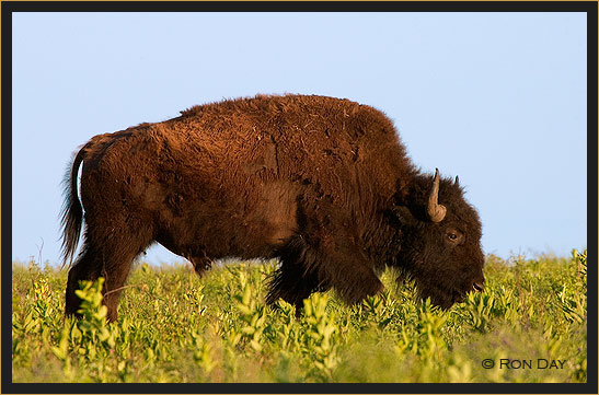 American Bison, (Bos bison), Grazing